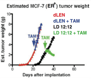 Breast tumor growth in rats: dLen are mice with more light at night - their tumors grow faster and they are resistant to Tam(oxifen). LD12:12 rats have alternate light-dark cycles and their tumors grow slower, and respond to Tam by shrinking.