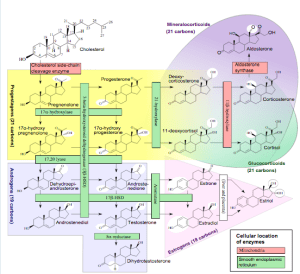Häggström M, Richfield D (2014). "Diagram of the pathways of human steroidogenesis". Wikiversity Journal of Medicine 1 (1). DOI:10.15347/wjm/2014.005. ISSN 20018762. - Self-made using bkchem and inkscape