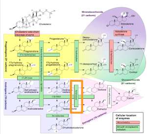 Häggström M, Richfield D (2014). 
