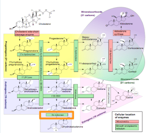 Häggström M, Richfield D (2014). "Diagram of the pathways of human steroidogenesis". Wikiversity Journal of Medicine 1 (1). DOI:10.15347/wjm/2014.005. ISSN 20018762. - Self-made using bkchem and inkscape