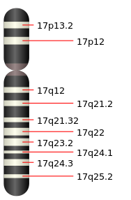 https://en.wikipedia.org/wiki/Chromosome_17_(human)