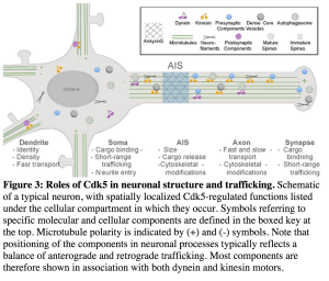 Citation: Figure 3 from McLinden KA, Trunova S, Giniger E (2012) At the Fulcrum in Health and Disease: Cdk5 and the Balancing Acts of Neuronal Structure and Physiology. Brain Disorders Ther S1:001. doi: 10.4172/2168-975X.S1-001